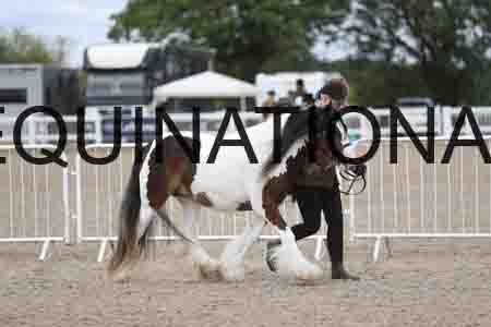 TOM-1308