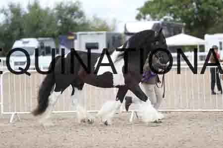 TOM-1312