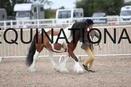 TOM-1338