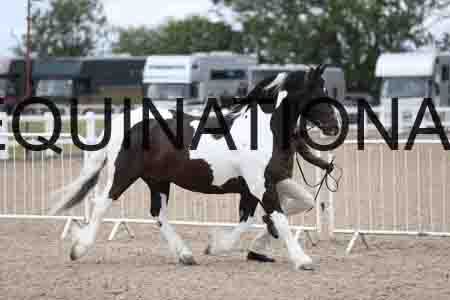 TOM-1347