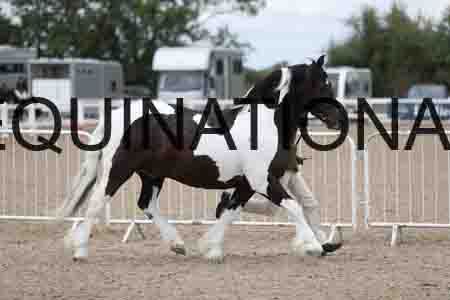 TOM-1348