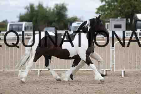 TOM-1349