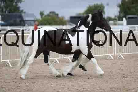 TOM-1352