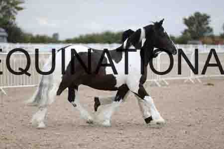 TOM-1353