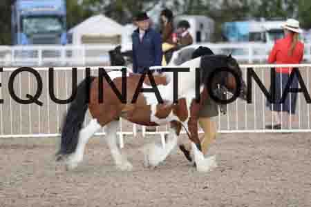 TOM-1384