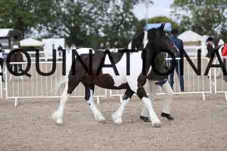 TOM-1393