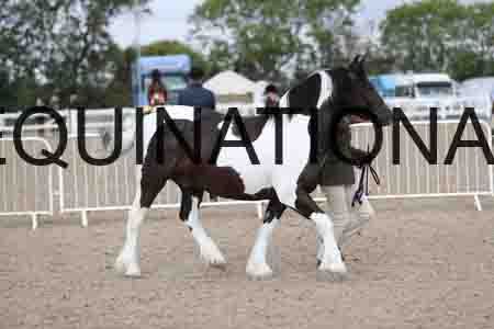 TOM-1394