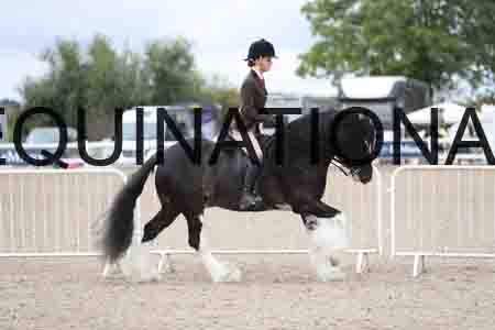 TOM-1531