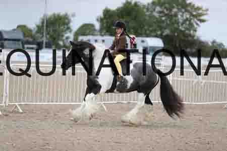 TOM-1561