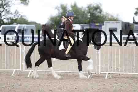 TOM-1599