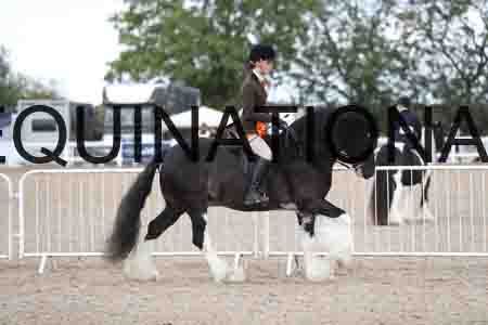 TOM-1604