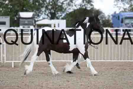 TOM-1617