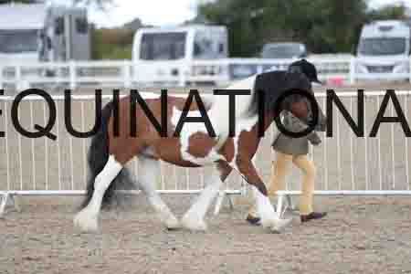 TOM-1623