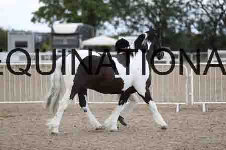 TOM-1665