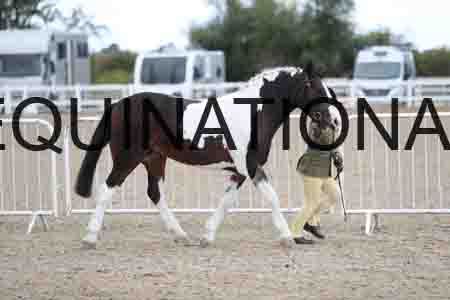 TOM-1684
