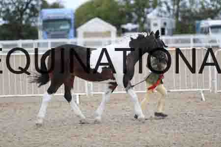 TOM-1709