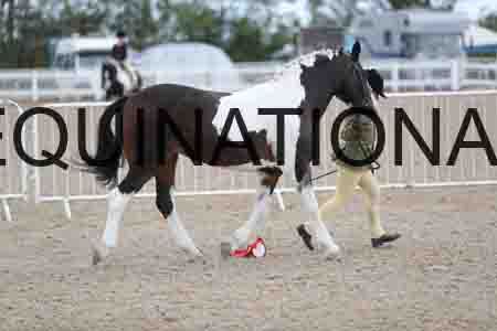 TOM-1711