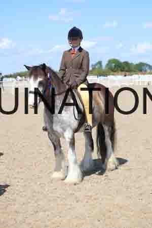 TOM-1811