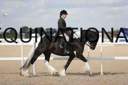 TOM-1831