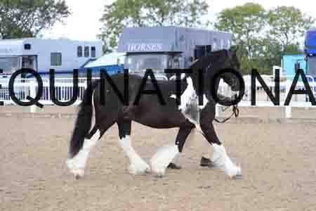 JIP-1186