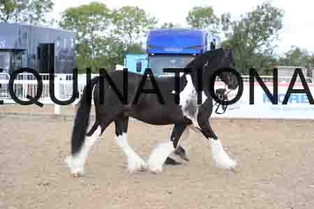 JIP-1187