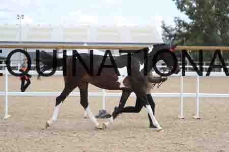 JIP-1460