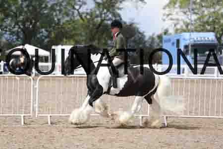 FOY-1677