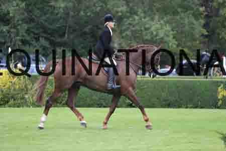 GIN-1156
