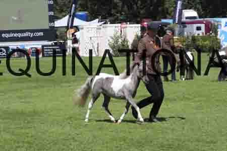 RUA-1082
