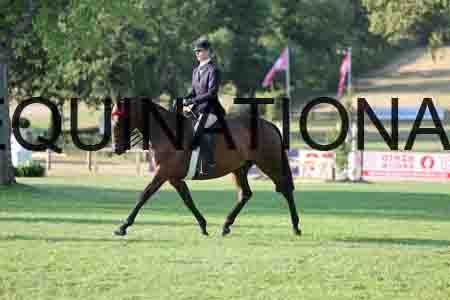 ALY-1101
