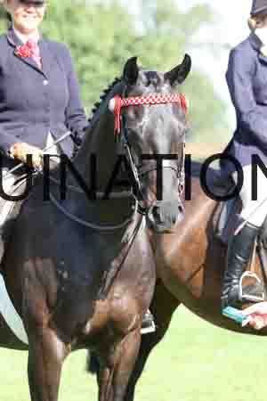 ALY-1307