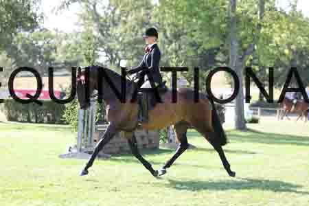 ALY-1563