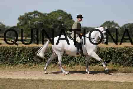 ALY-2034
