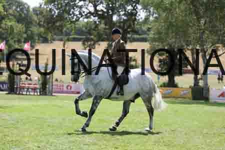 ALY-2653