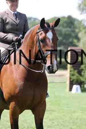 ALY-2963