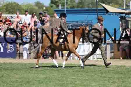 ALY-3259
