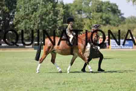 ALY-3406