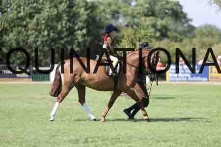 ALY-3447