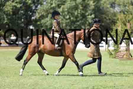 ALY-3463