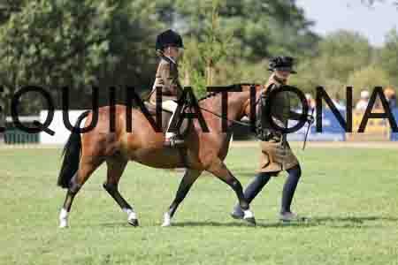 ALY-3464