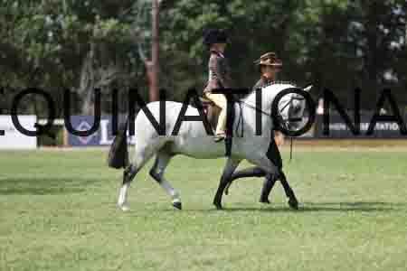 ALY-3531