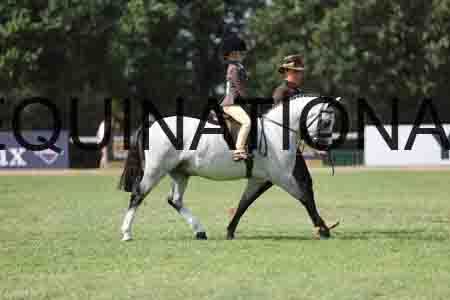 ALY-3532