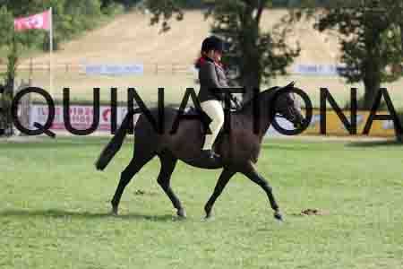 ALY-3976