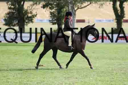 ALY-3977