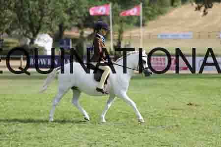 ALY-3981