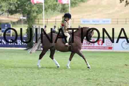 ALY-4046