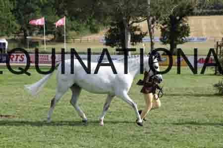 ALY-4196