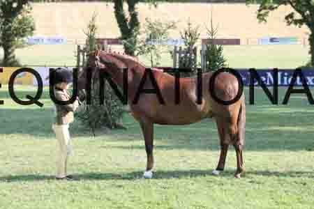 ALY-4388