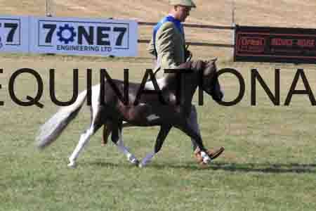 QIZ-1177