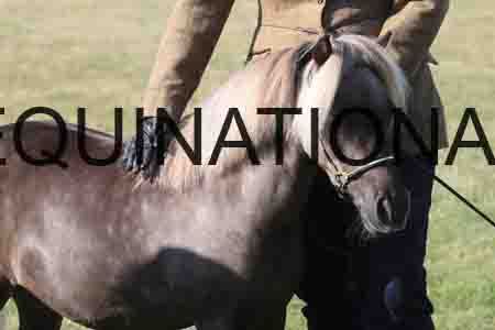 QIZ-1294